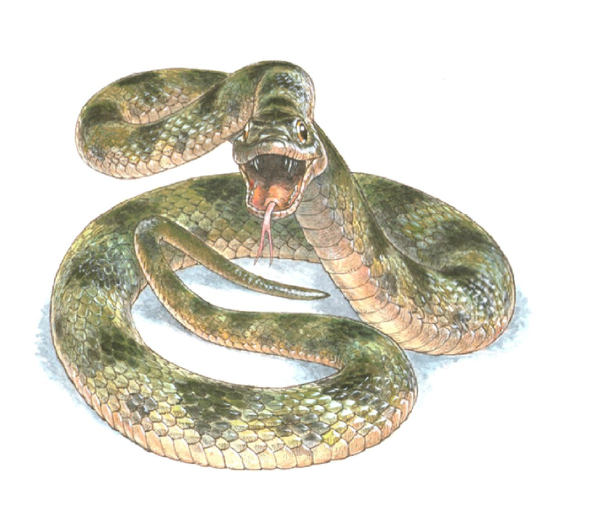 Esta serpiente vivió en la actual provincia de Teruel hace hace 10 millones de años: nationalgeographic.com.es/naturaleza/act…