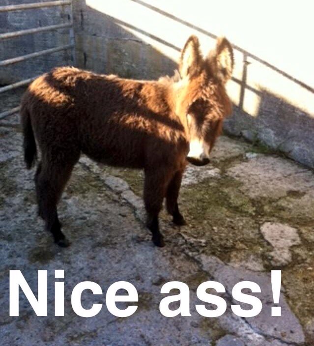 snorls's tweet photo. Minnie enjoying the sun #OnTheFarm https://t.co/h57LBf8lt7