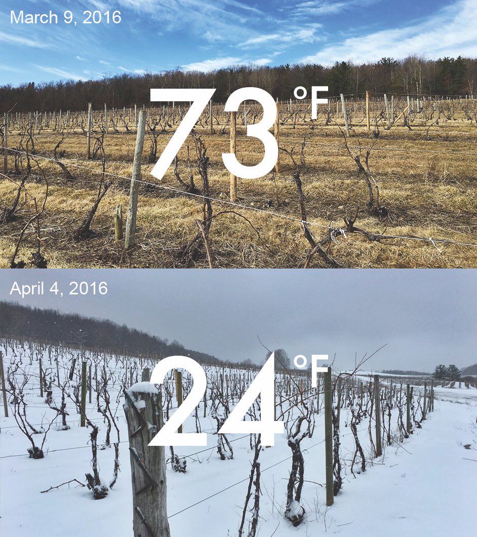 Bully Hill Vineyards tweet media