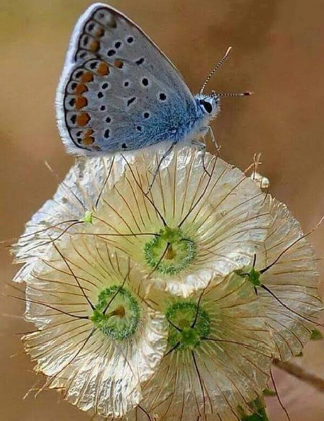 Which garden visitors are you most looking forward to meeting this spring?