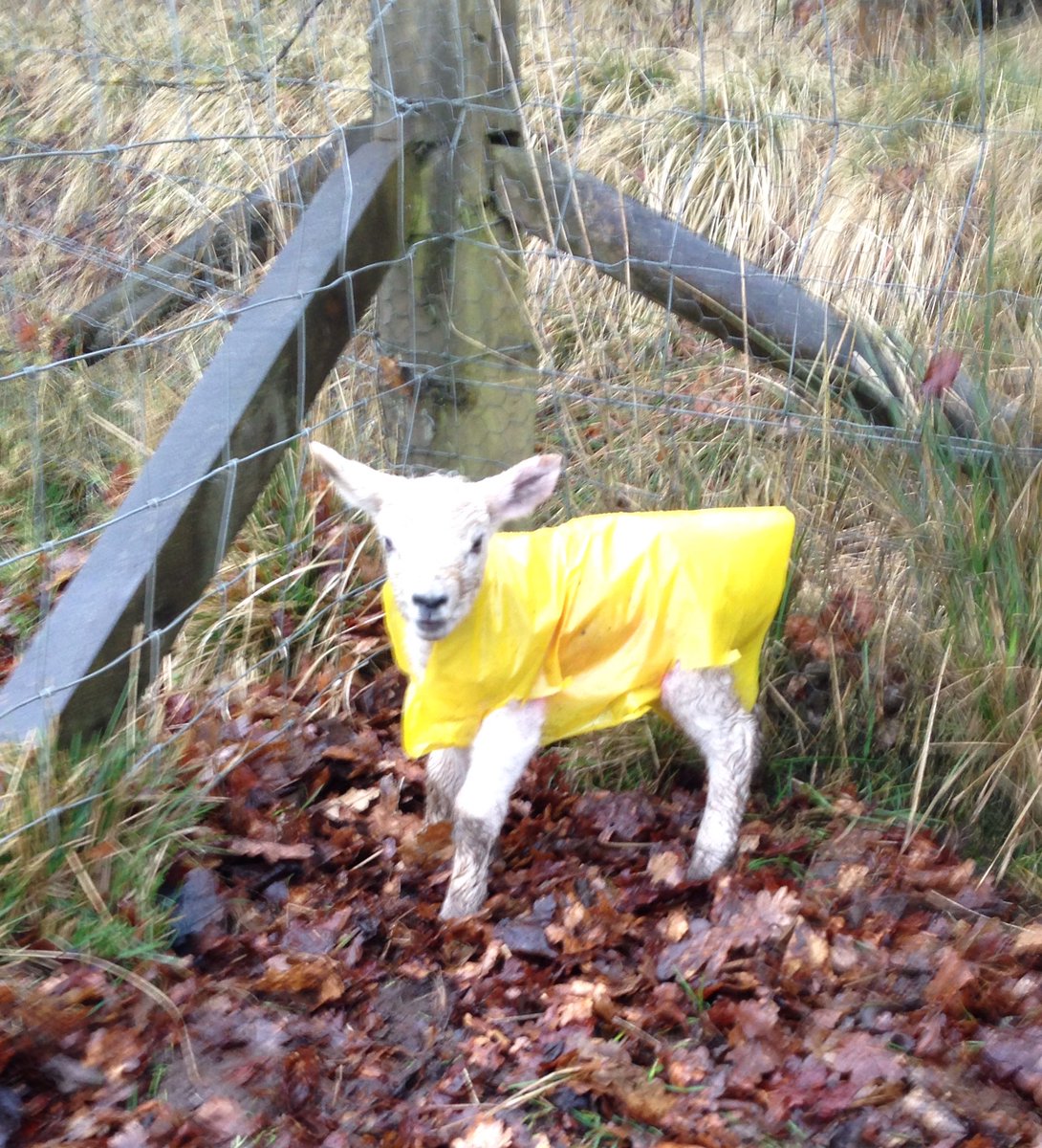 SECruickshank's tweet photo. Jackets for the lambs to try and keep the rain and wind off them ☔️🐑 #lambmac https://t.co/SN23jcxMbJ