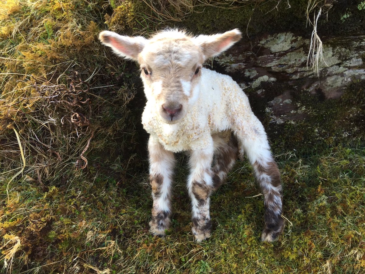 Mama went off and left him #sheep #CahaMountains