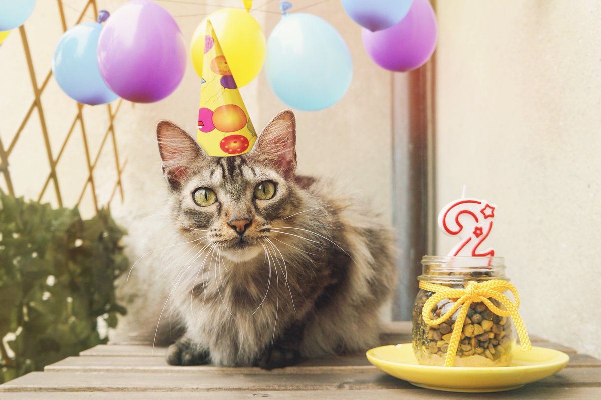 100perc_Sheldon's tweet photo. Ladies and gents, the birthday boy! @catsofinstagram #catsofinstagram #TwitterWeek https://t.co/z3IEXPrMay