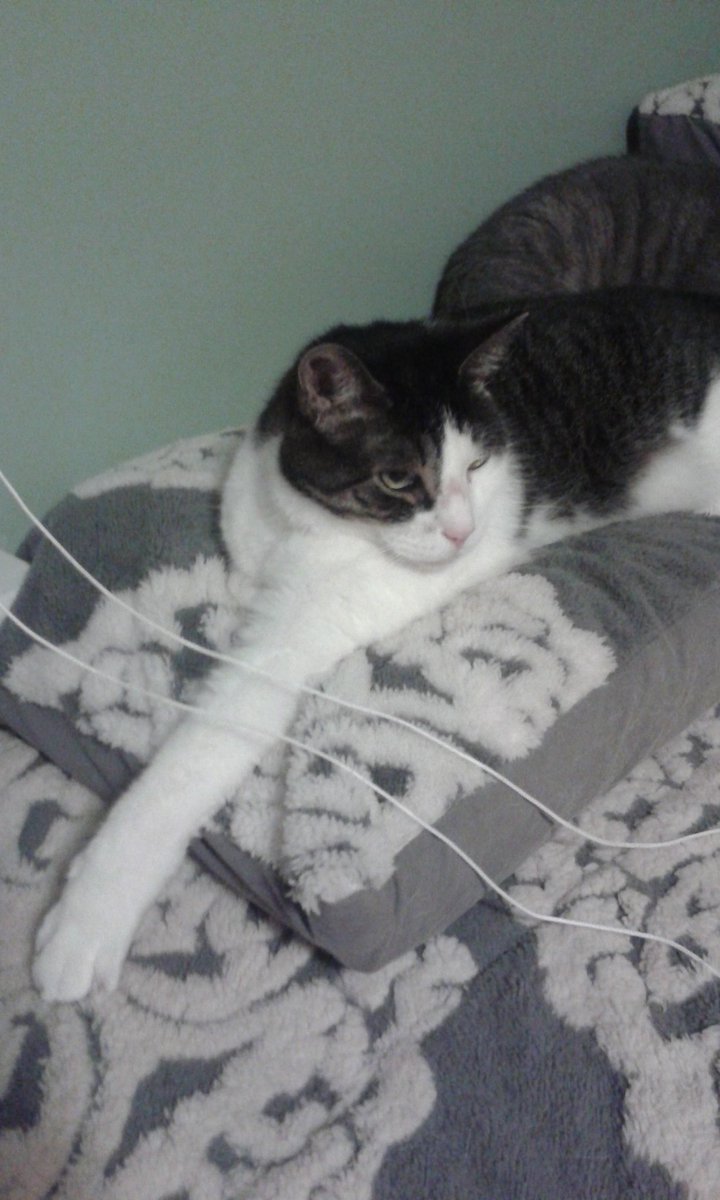 harlowfinn's tweet photo. @MrMoustacheCat #mogyog i is cassidy i luvs yogs https://t.co/P7UKGFfUUq