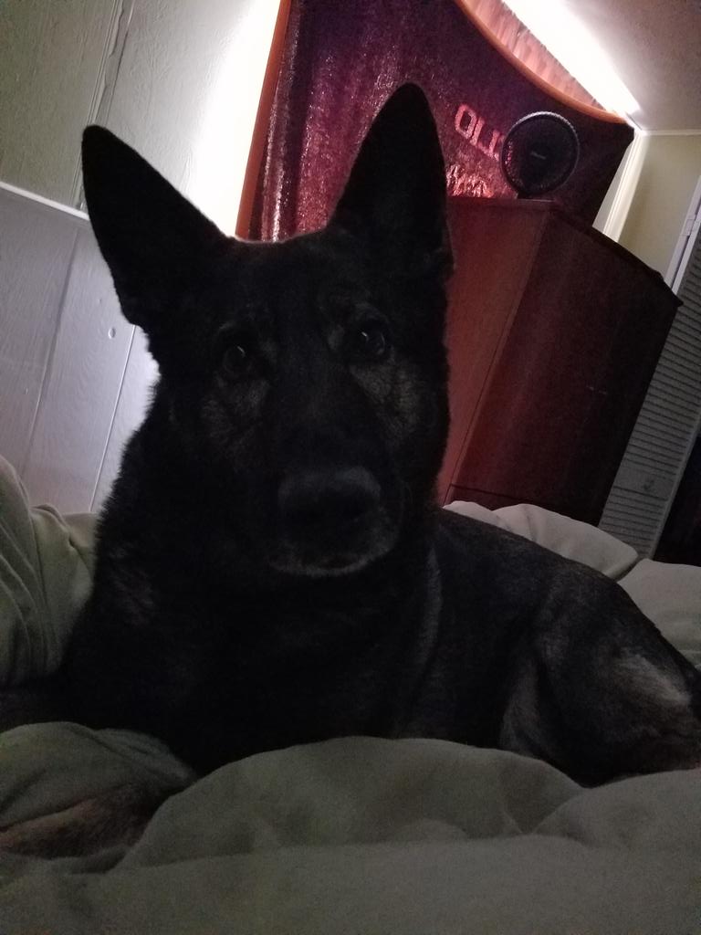 fakeDekeyser65's tweet photo. #DailyDiesel since this idiot won't let me sleep https://t.co/OqmWInBAxj