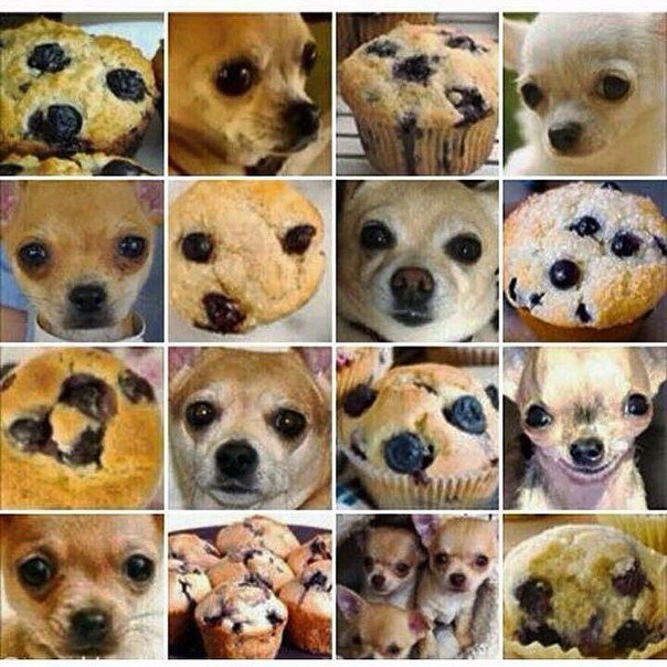 AllRecipes0's tweet photo. What you do see:a Chihuahua or a cupcake?Such questions are raised by Karen Zach on his page@teenybiscuit on Twitter https://t.co/gb7W1CVfxA