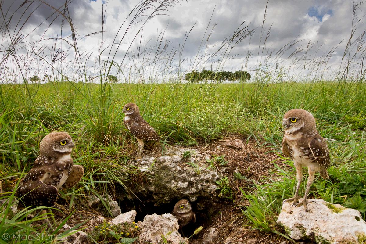 Discovery's tweet photo. #PhotoOfTheDay by @MacStonePhoto : Did you know a group of burrowing owls is called a parliament? https://t.co/sMbcSUIcdF