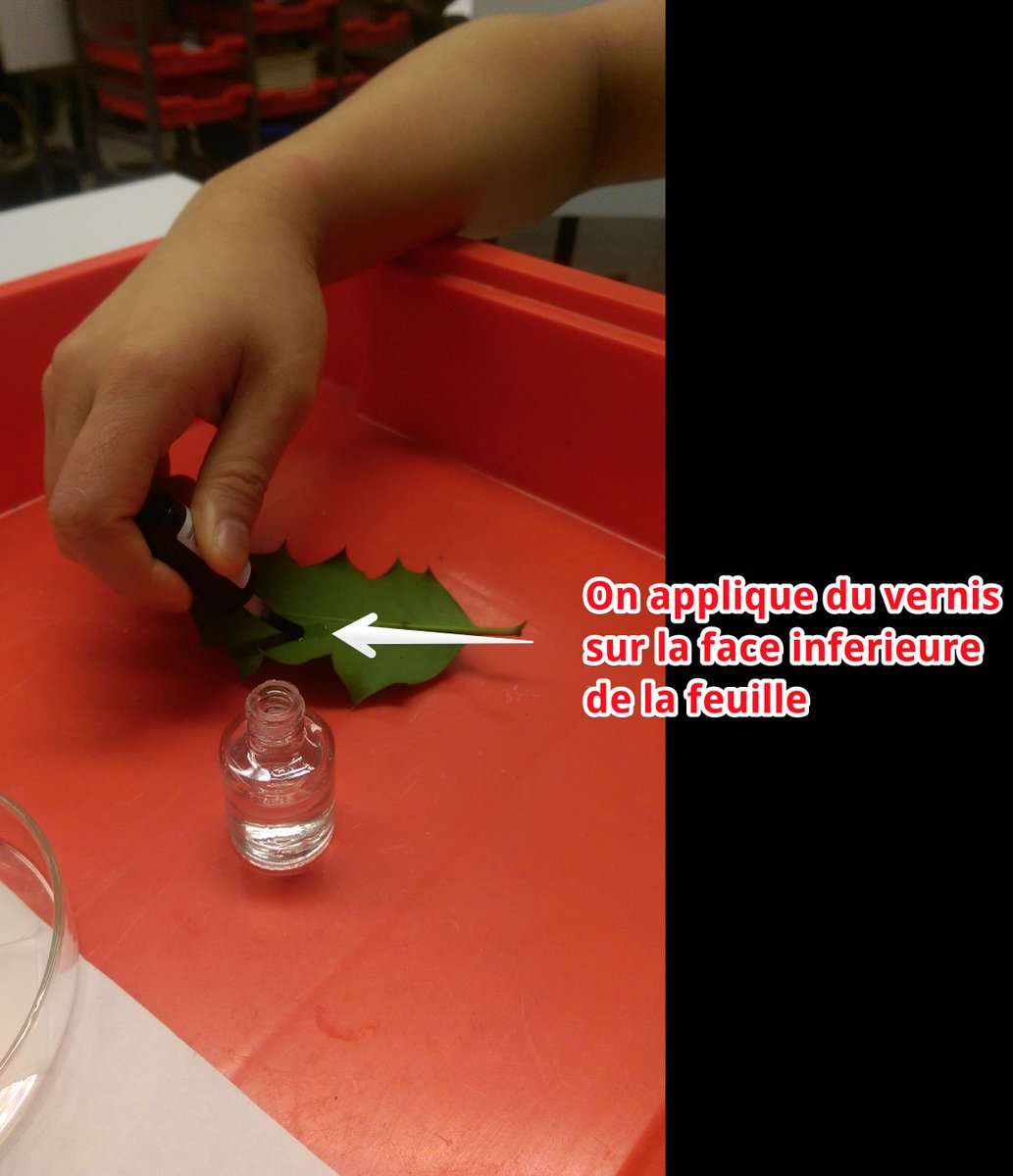 b_guilloux's tweet photo. Première étape du TP #TSFlora2015 #Passélointain https://t.co/RJeg0gXtJP