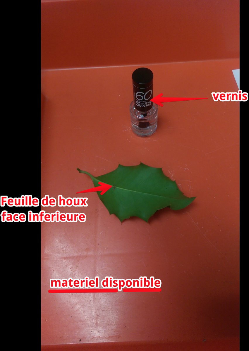 b_guilloux's tweet photo. matériel disponible pour réaliser le TP #TSFlora2015 #Passélointain https://t.co/82vrUBt7F5