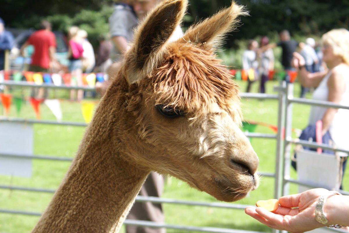nstgnorfolk's tweet photo. No harm in planning ahead!
Norfolk Smallholders show @SheringhamNT on Sunday 7th August 10 til 4

#norfolkhour https://t.co/wzvlLymzo7