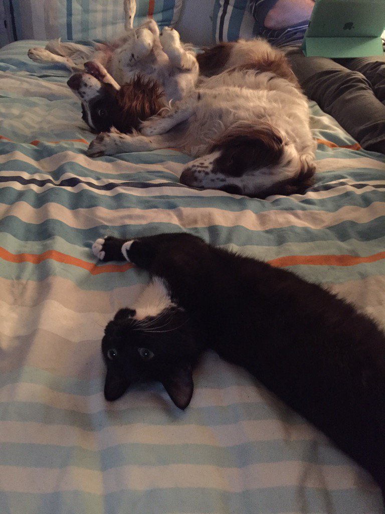 Nimblejacks's tweet photo. Beaz and Uncle Olly zonked after 2 walks and a training session with Chris @HoustyK 😉👍🏻 https://t.co/EnYCd6uLtN