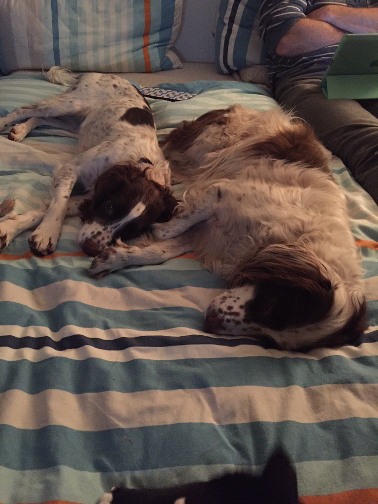 Nimblejacks's tweet photo. Beaz and Uncle Olly zonked after 2 walks and a training session with Chris @HoustyK 😉👍🏻 https://t.co/EnYCd6uLtN