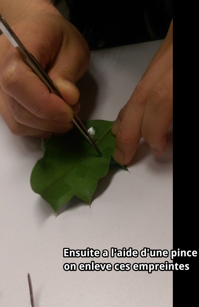 b_guilloux's tweet photo. Deuxième étape du TP #TSFlora2015 #Passélointain https://t.co/DdQuQqrLPd