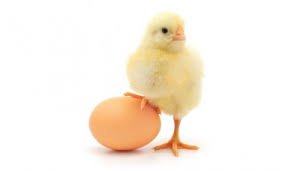 What Comes First: The Chicken or the Egg? by <a href="/gilmoz/">massimo gilmozzi</a> #gr8wc huffingtonpost.com/great-work-cul… … via <a href="/HuffPostBiz/">Huff Post</a>