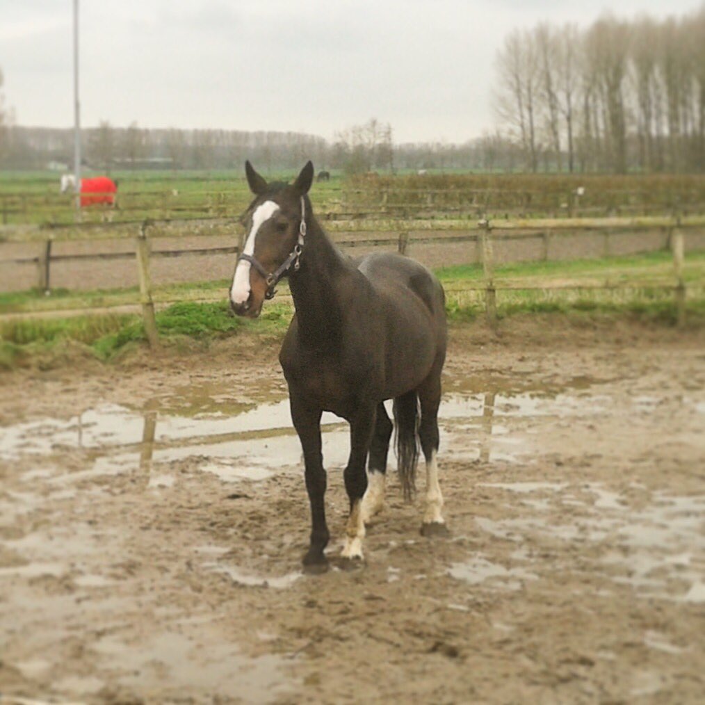hersteloppoten's tweet photo. Mijn kado uitgepakt #systemische #paardencoaching met Maud @annemiekehijink #Verdiepend, inspirerend, aanrader? Ja! https://t.co/qcGtvt1498