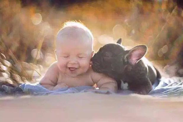 Why French Bulldogs (and Their Owners) Are the Worst: A Rant | Village Voice frenchbulldogfanclub.com/are-frenchies-…