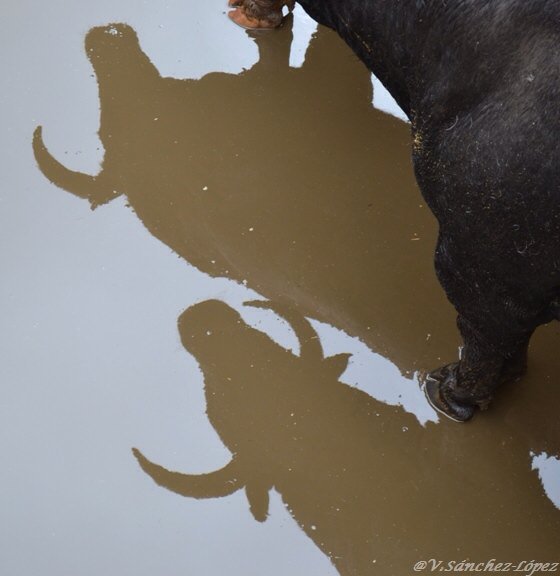 torocharro's tweet photo. El reflejo de dos @pedrazadyeltes para #Garlín (Francia) https://t.co/6WdeoJcAEu