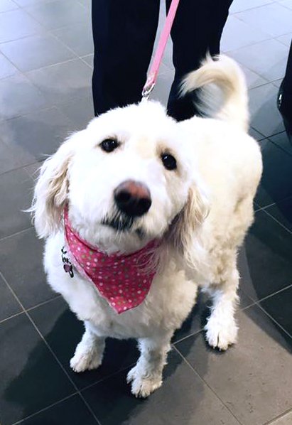DoengesToyota's tweet photo. Doenges Toyota's spokesdog, Teo, paid us a visit today. Who's a good dog? https://t.co/o58rLFFyc7
