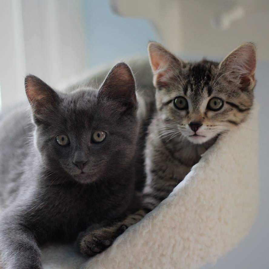 PinkieFanClub's tweet photo. #SweetiePie and #PinkiePie hanging out together. #ThePies #PieBabies #FosterKittens #tabby #kitten #KittensofInstag… https://t.co/Tjvk4GqUcX