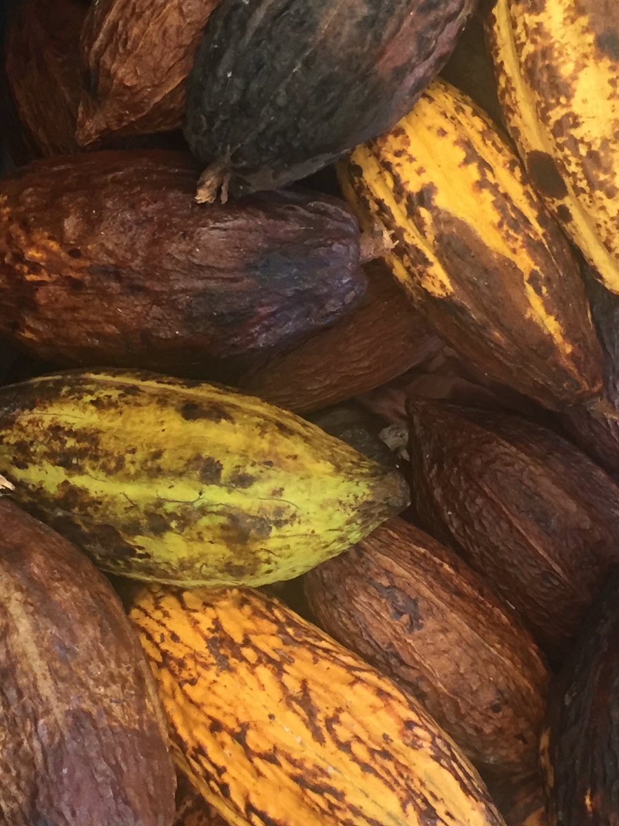 LifeMuseumML's tweet photo. #ARTIsEveryWhere #Chinamperia cultivo milenario que debemos rescatar! Vayan al @ClaustroSJuana 4-8 abril #LifeMuseum https://t.co/9T56KXwt0n
