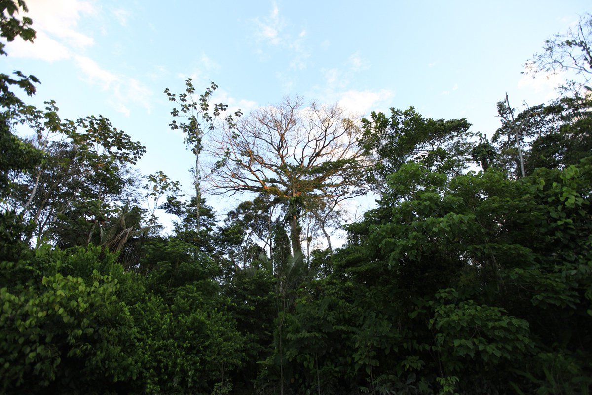 LaFlacaLoc's tweet photo. “Ecosia”: El buscador de Internet que planta un árbol cada vez que lo usas. Lee más aquí ►https://t.co/ni8NgipHde https://t.co/cNhYhfuf3A