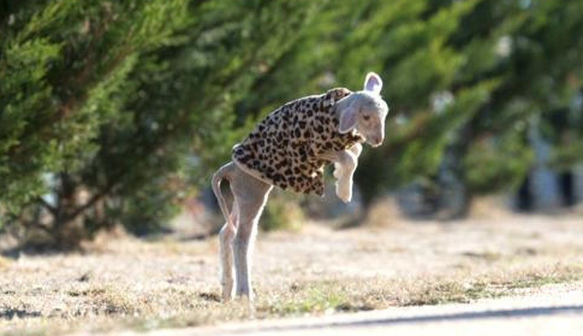 dodo's tweet image. This little lamb came a long way from almost freezing to death. Now he rocks cute jackets! thedo.do/1YbYLd7