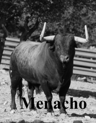 objetivoeltoro's tweet photo. "NIÑONAZO" DE @LosSamueles finalmente no se lidió en Vilavella'15(Castellón) Será el Toro Enmaromado de Benavente'16 https://t.co/24lRo2lO7I