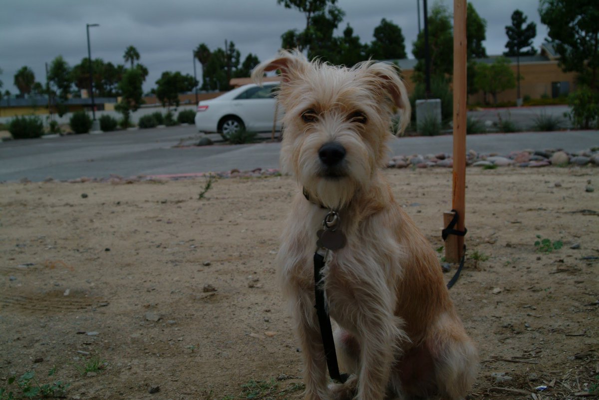 FurFame's tweet photo. Say Hi to Walter! Send your pet photos to info@furfame.com and share with the world! https://t.co/Fzoogbc90L https://t.co/YbJqzp89Ka