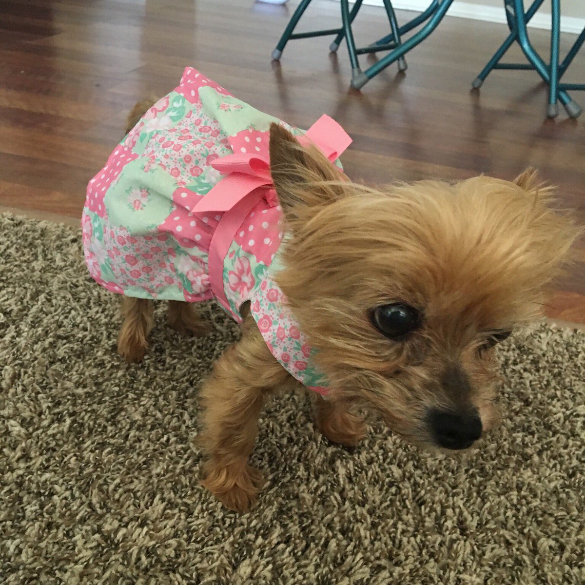 JohnLegere's tweet image. Well my Mom left us in 2014 but her trusted partner #Chelsea is celebrating her 10th birthday today, #happybirthday