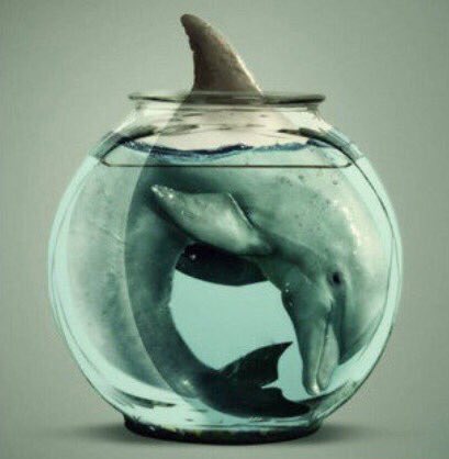 OP_Society's tweet photo. ...still waiting for @SeaWorld to do something about ALL their dolphins 🐬 #EmptyTheTanks #DolphinProject https://t.co/pakKOuFgPY