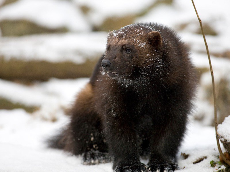 Court overturns government refusal to protect the wolverine  ejus.tc/1N5oWMS