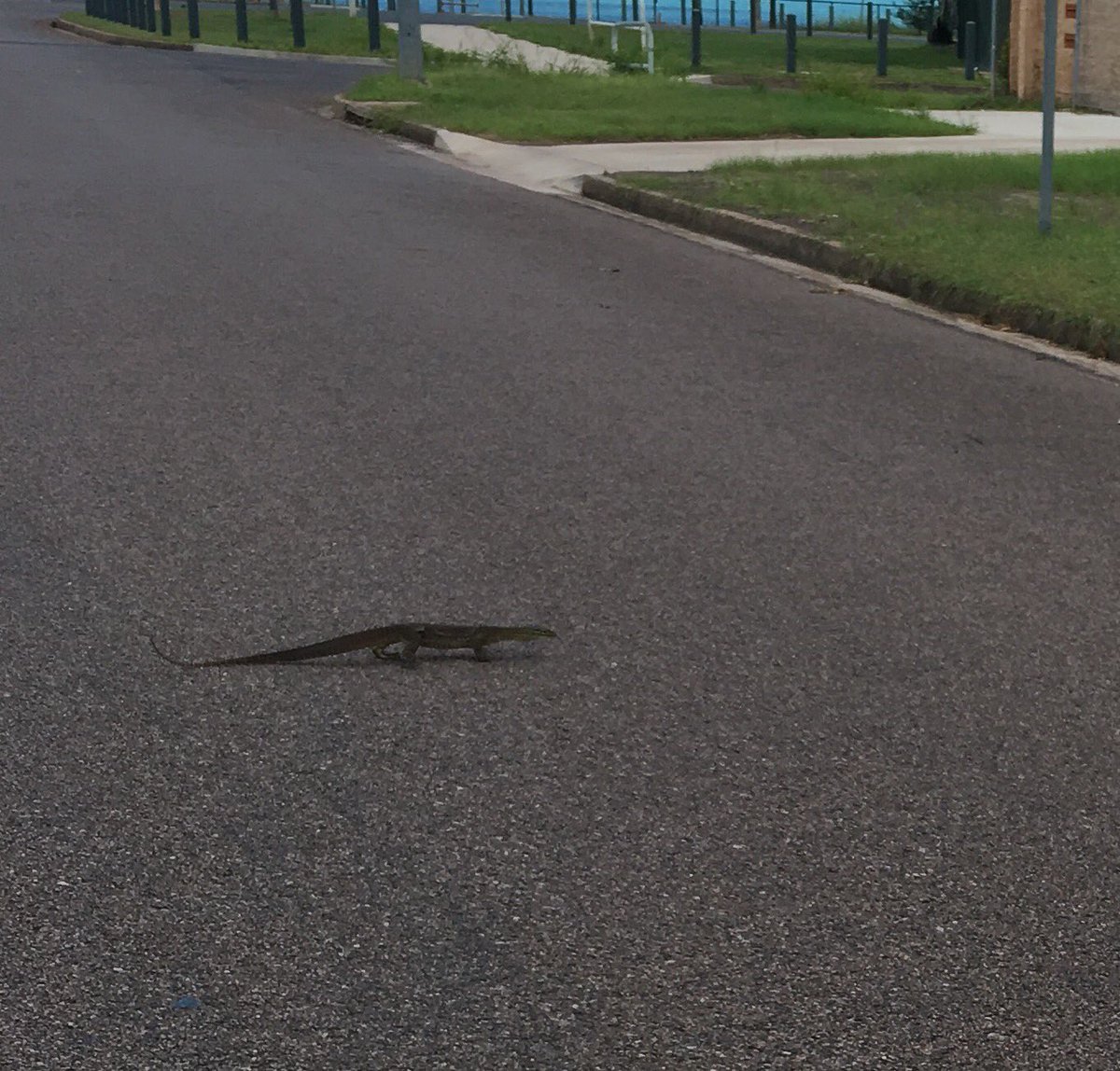 KatieWeiss_'s tweet photo. Had to break for this big guy the other day. He took his time. #LizardCrossing https://t.co/tSts5maYYe