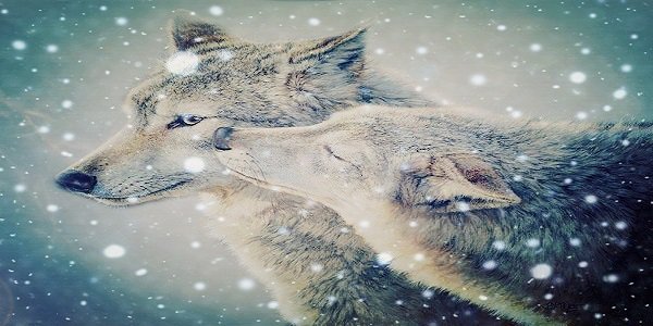 Никогда не причиняй человеку боль, когда этот человек готов ради тебя на все.