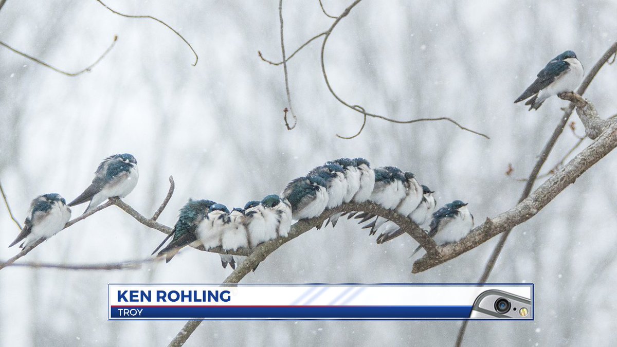 Here is an amazing pic from Troy today...something I have never seen...Swallows huddled up for warmth !