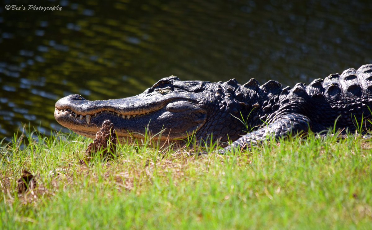 Photo_forte's tweet photo. This guy surprised me on the tee box today. He was only about 4ft away! #alligator #golfcourse #indigorun #awesome https://t.co/gpIpkyfG59