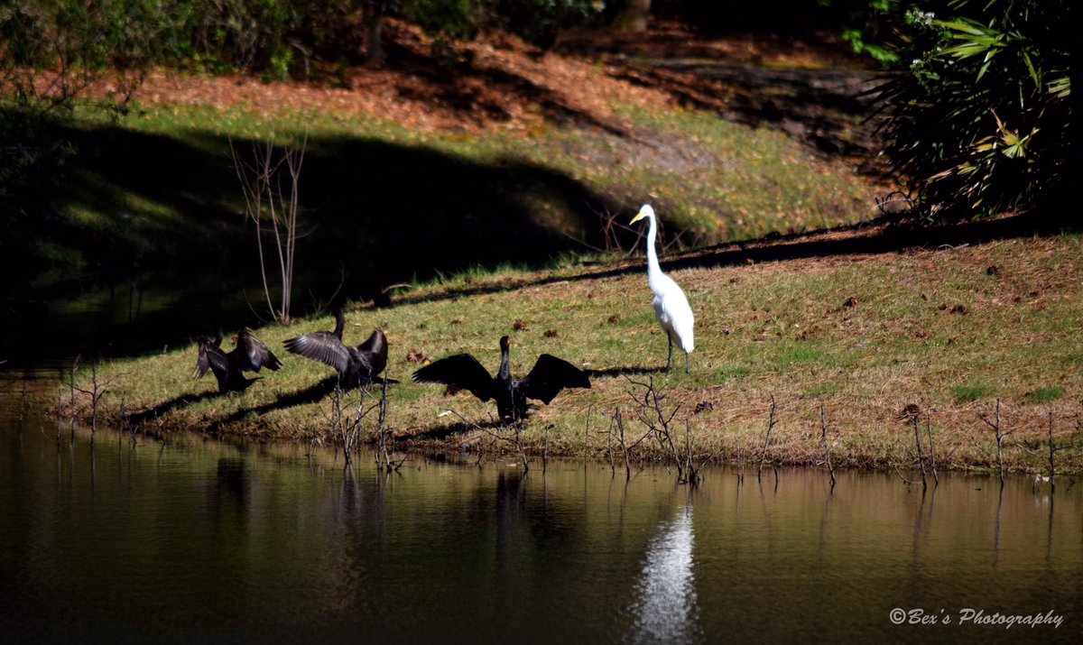 Photo_forte's tweet photo. Went golfing with my dad today. Lots of wildlife! #cranes #golf #indigorun #birdphotography https://t.co/RD1wk92s5Y