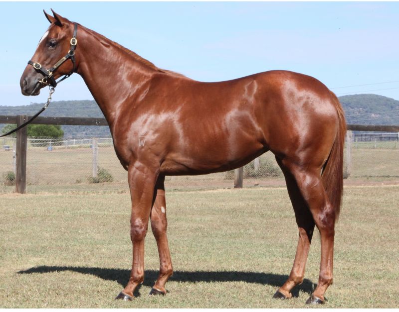 StarTbreds's tweet photo. Thrilled to secure this lovely filly @inglis_sales She'll race in the purple &amp; white stars just like her dad #lot70 https://t.co/DMCJDQYM2z