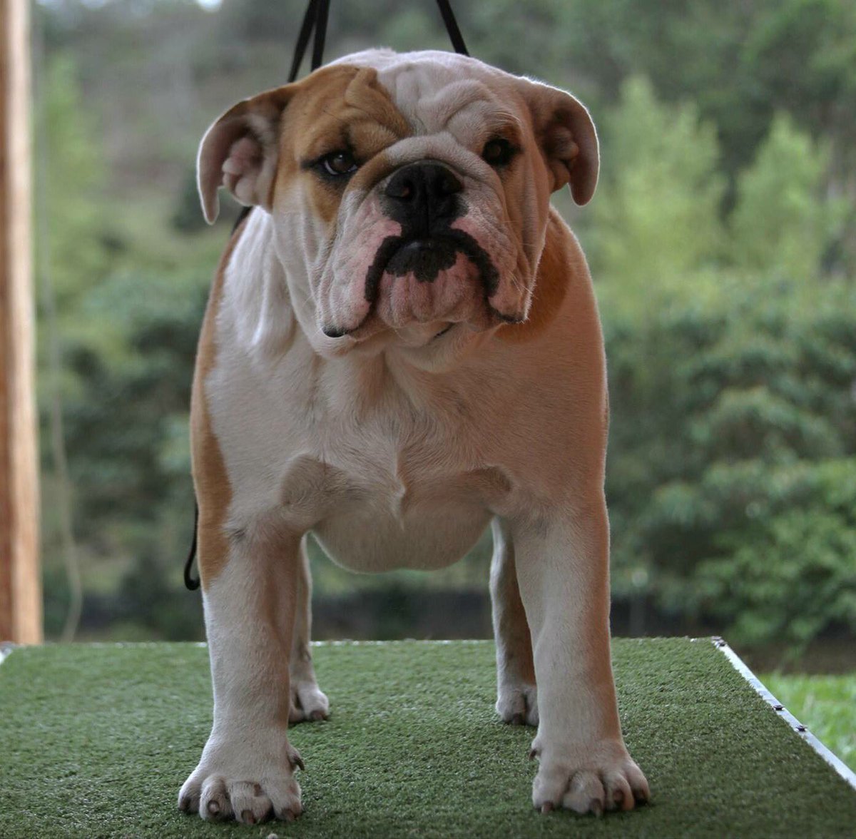 CaprichoKennel's tweet photo. Remington ...... https://t.co/Ipjjl4iQPY