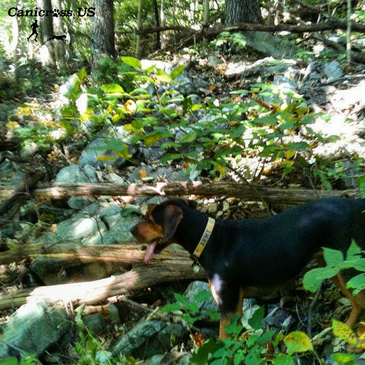 Canicross_US's tweet image. Dont forget to check for ticks right after every adventure and the next morning for any you may have missed
#dogtips