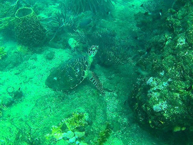 seaturtlegifts's tweet photo. Amor a primera vista: Eretmochelys imbricata
#seaturtle #careyturtle #colombiamagic #perfe… https://t.co/06Tcn7CVsZ https://t.co/cQ4tlWOE6v