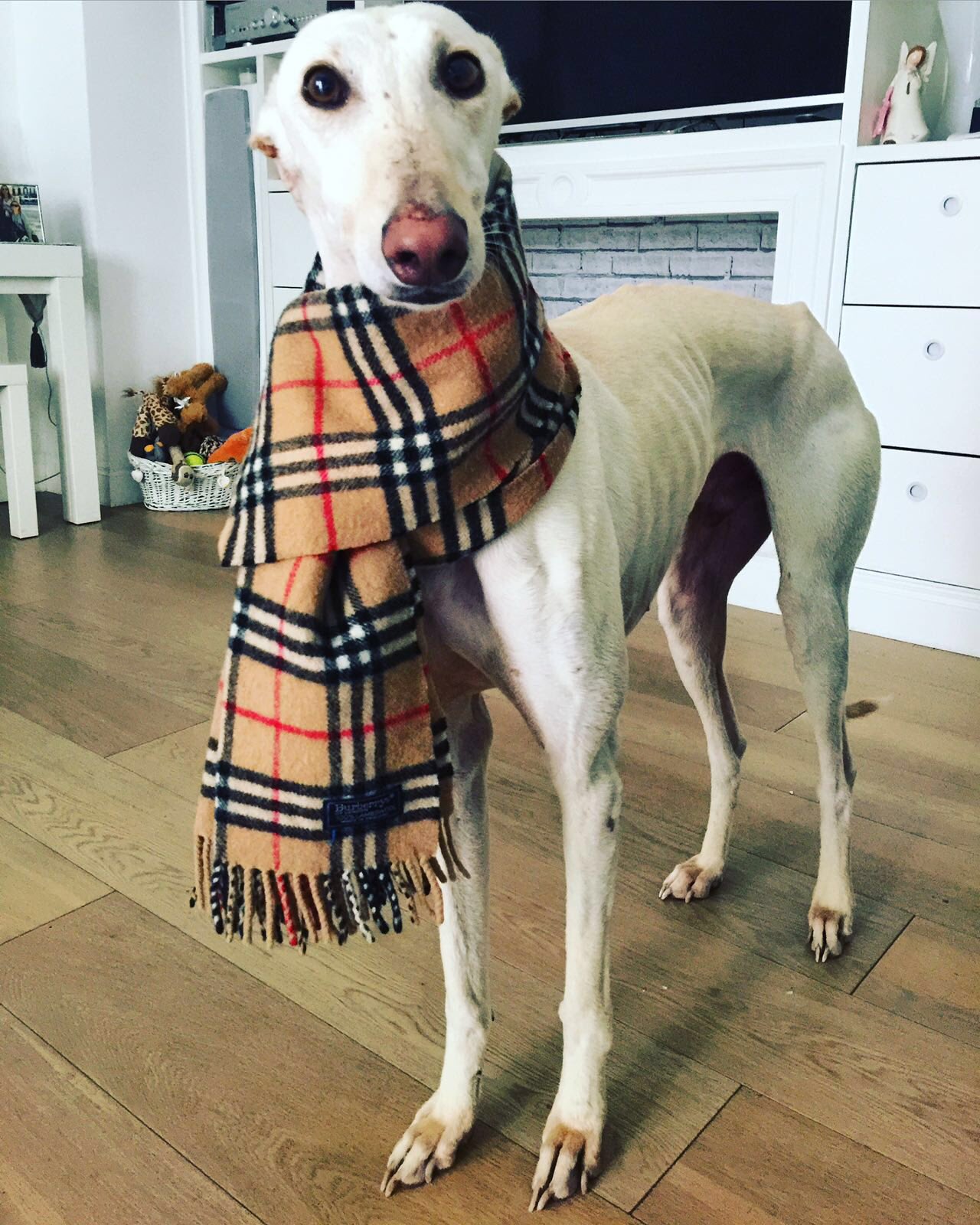 Burberry dog scarf cheap