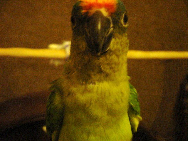 MilosParrots's tweet photo. @JohnsonLawPA @Peachfront #ParrotsRock!
#ConuresRule!
#BlueCrownConuresAreTheBest
Tucson PFC disagrees with me. https://t.co/UGrFxNGsyW