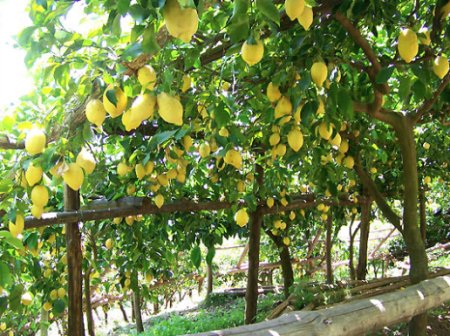 SundaySauce_'s tweet photo. @PLMinori  Lemon Grove VILLA MARIA MINORI ..SUNDAY SAUCe

https://t.co/mehBbMpatL

#SophiaLoren @FoodSharer https://t.co/W6evy1BHnN