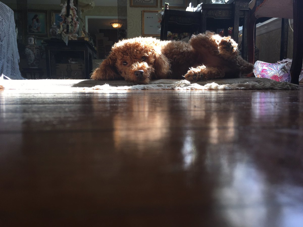 V_12_MR_GOTFLOW's tweet photo. My dog Charlie #hesawesome #redtoypoodle #hesvicious #hesdominican https://t.co/H9fcMECHkY