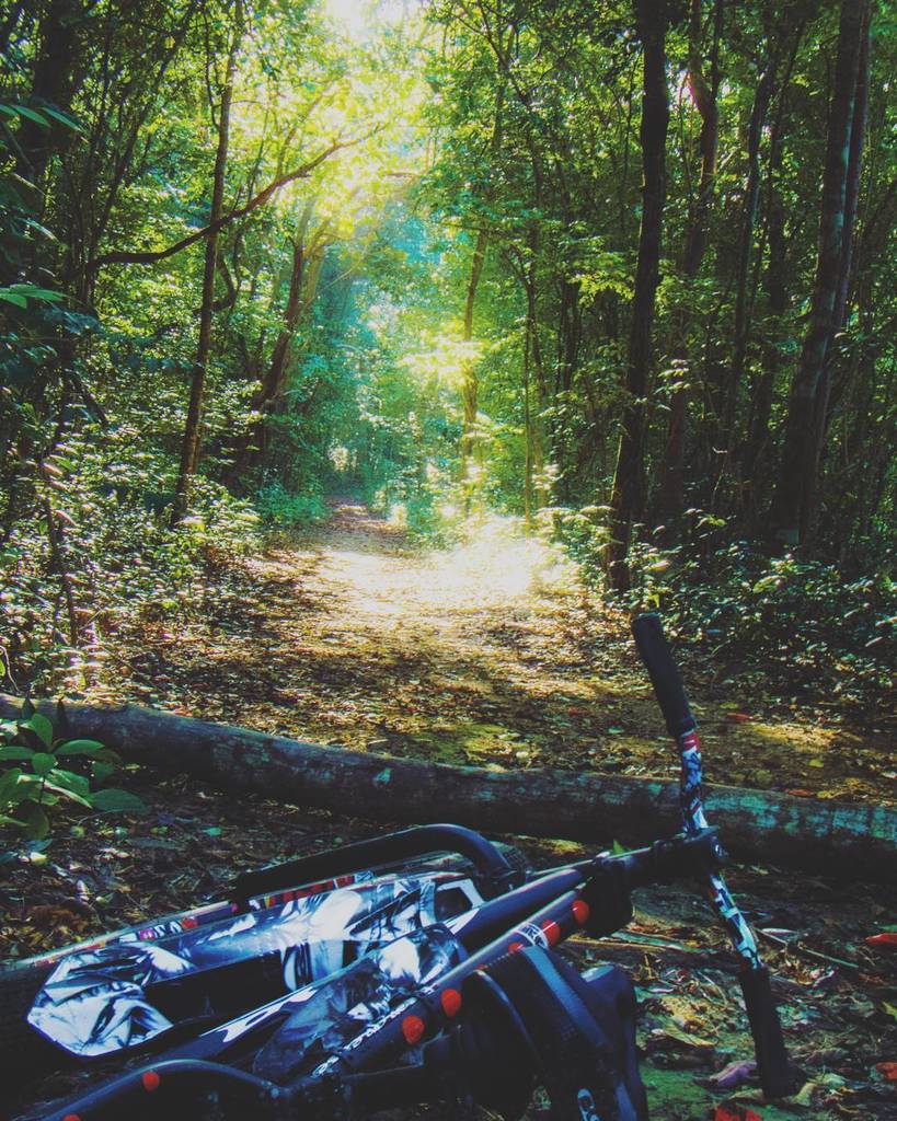 TuttoMTB's tweet photo. edgarkhaosfreytes / Seeking trought th deepest forest, those lightrays #mtb #mountainbike #mtbpr #salsabikes #natur⦠https://t.co/tc5Shsbxrz