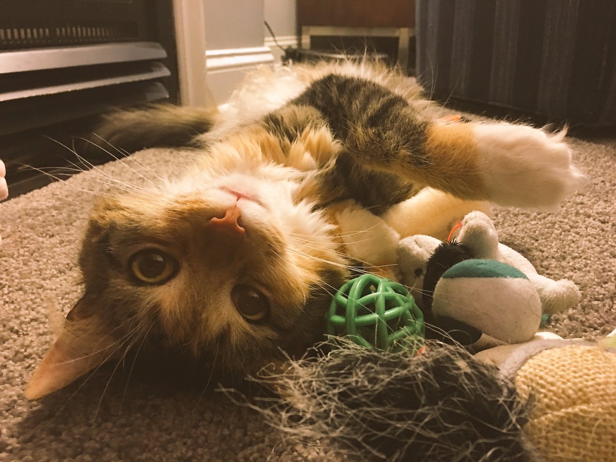IamRubyTheCat tweet picture