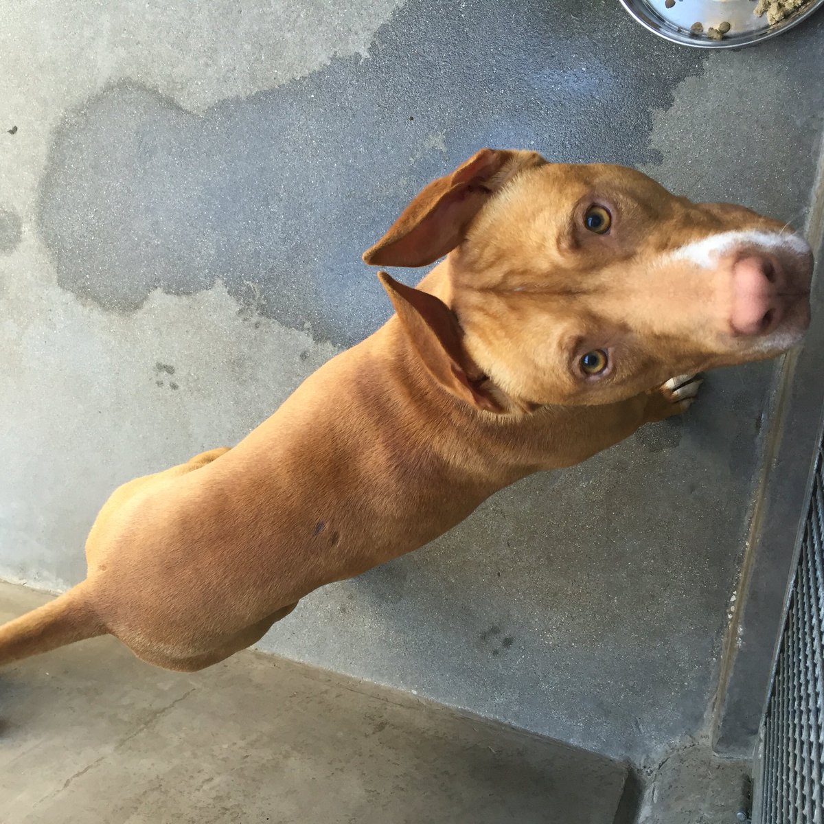 Alvin James (CaballesAj) Twitter