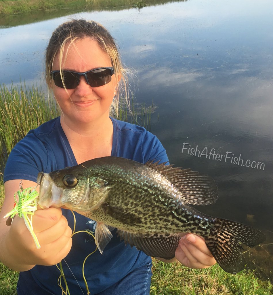 TCoastTackle's tweet photo. #crappie on the #booyah #spinnerbait!
#slab #freshwater #fishing #fun #fishafterfish #turnfishingintocatching https://t.co/mi5MzxfVQB