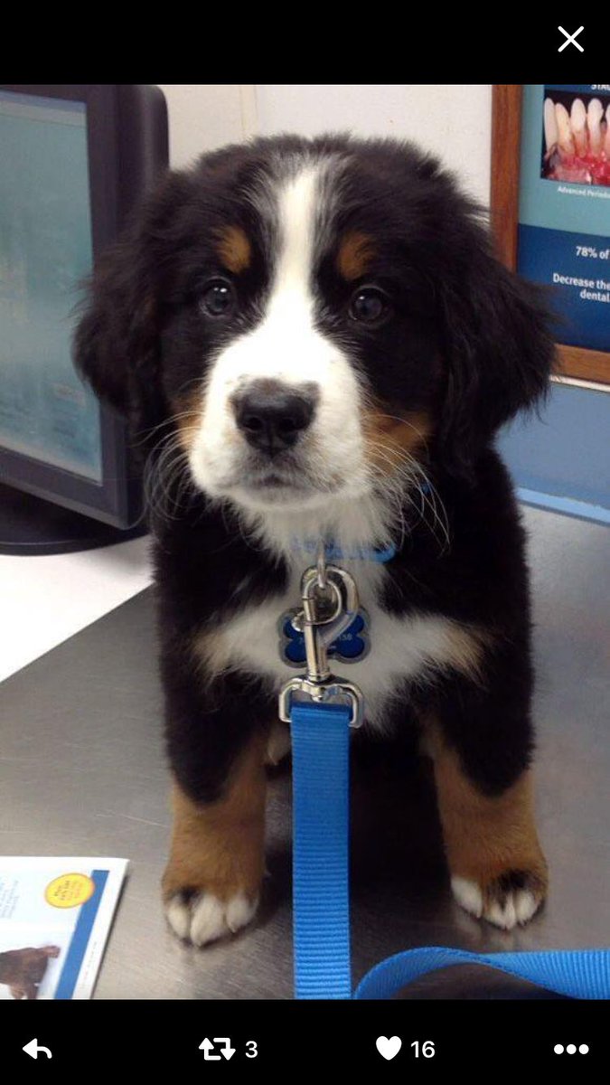WatkinsKendall's tweet photo. Which puppy is cuter? 
Fav for #1
RT for #2 https://t.co/YTPvV20R90