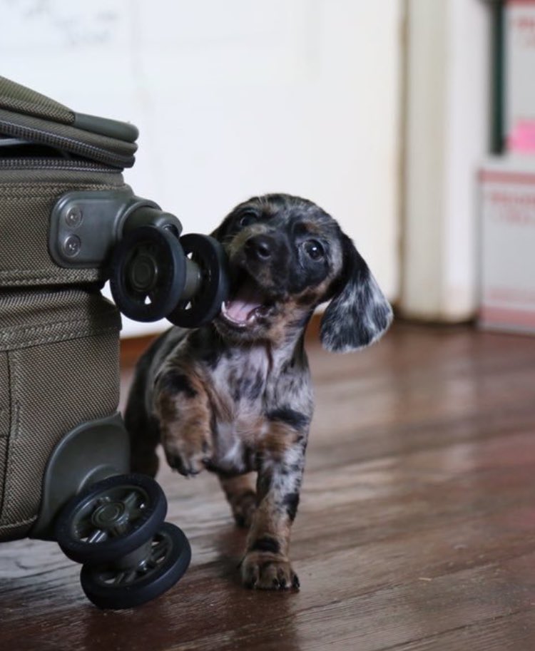 WatkinsKendall's tweet photo. Which puppy is cuter? 
Fav for #1
RT for #2 https://t.co/YTPvV20R90